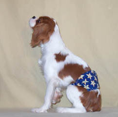 Show Down dog custom made apparel Theo in a belly band
